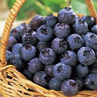 月山高原 ブルーベリー (冷凍)｜清川屋