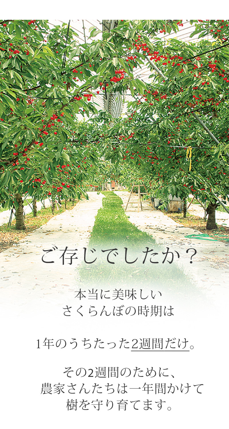 さくらんぼLP