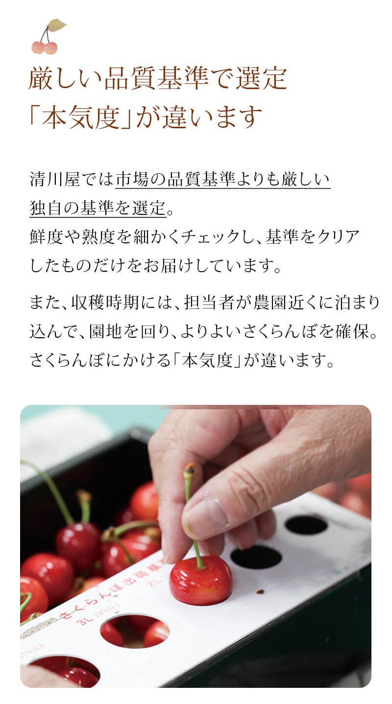 さくらんぼLP
