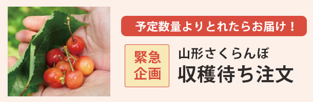 山形さくらんぼ 収穫待ち注文はコチラ