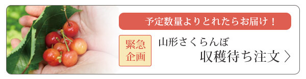 山形さくらんぼ 収穫待ち注文はコチラ