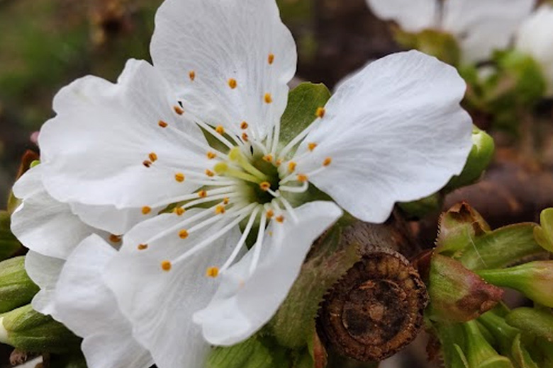 雌しべが2本のさくらんぼの花