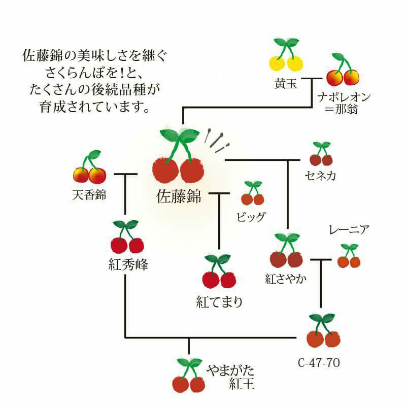 佐藤錦の品種図解