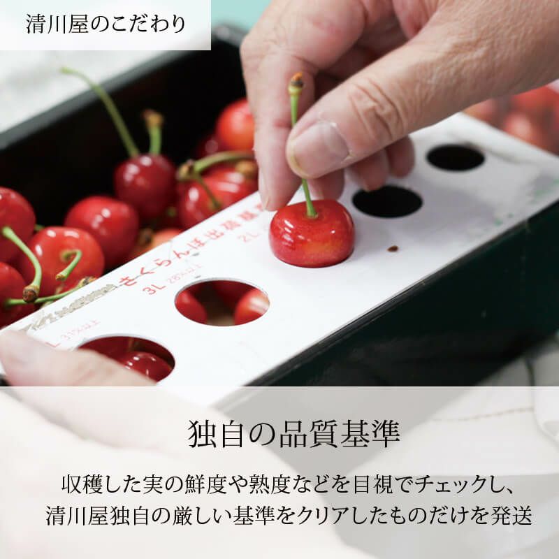 佐藤錦 特選 職人詰め 600g 山形さくらんぼ手詰め贈答用｜清川屋