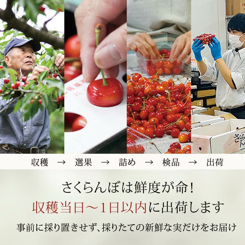 秀選佐藤錦 さくらんぼちゃん_農家さんと清川屋スタッフ