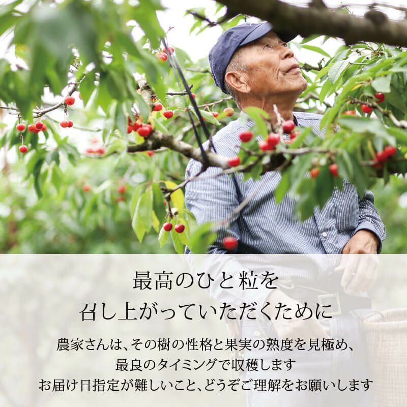 特選佐藤錦 大粒バラ詰め_お届け時期