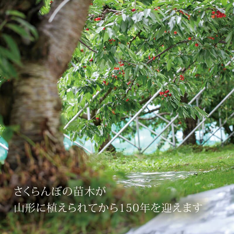 さくらんぼ150年を迎えます