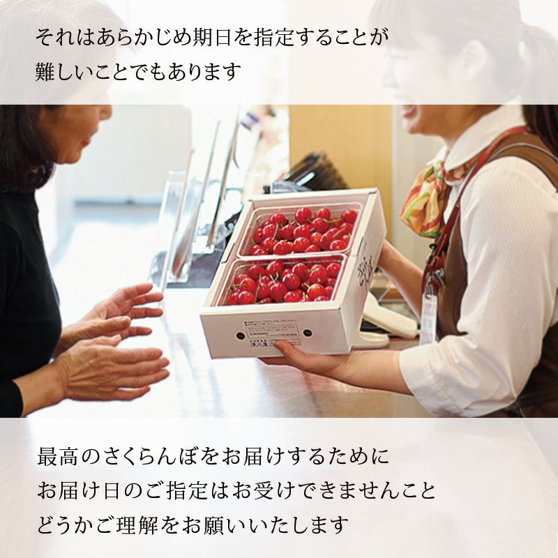 父の日さくらんぼ 佐藤錦 バラ詰め L 500g 父の日プレゼント｜清川屋