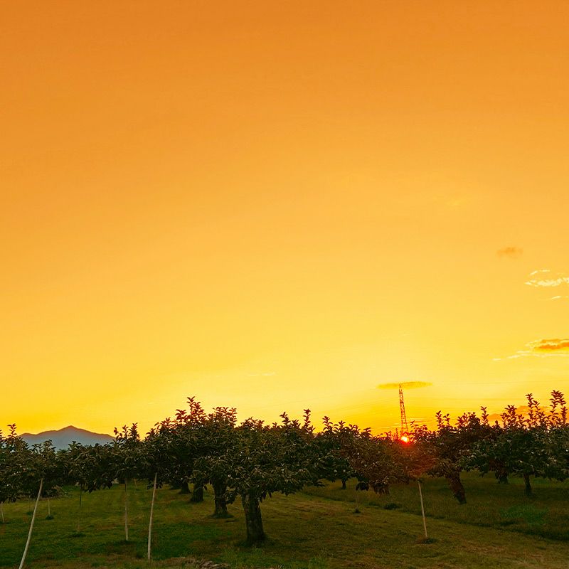 夕焼けの柿畑イメージ