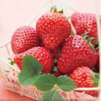 雪国の春採り苺_イメージ1