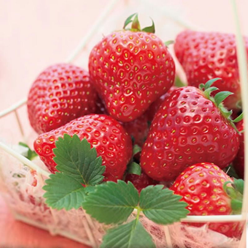 雪国の春採り苺_イメージ1