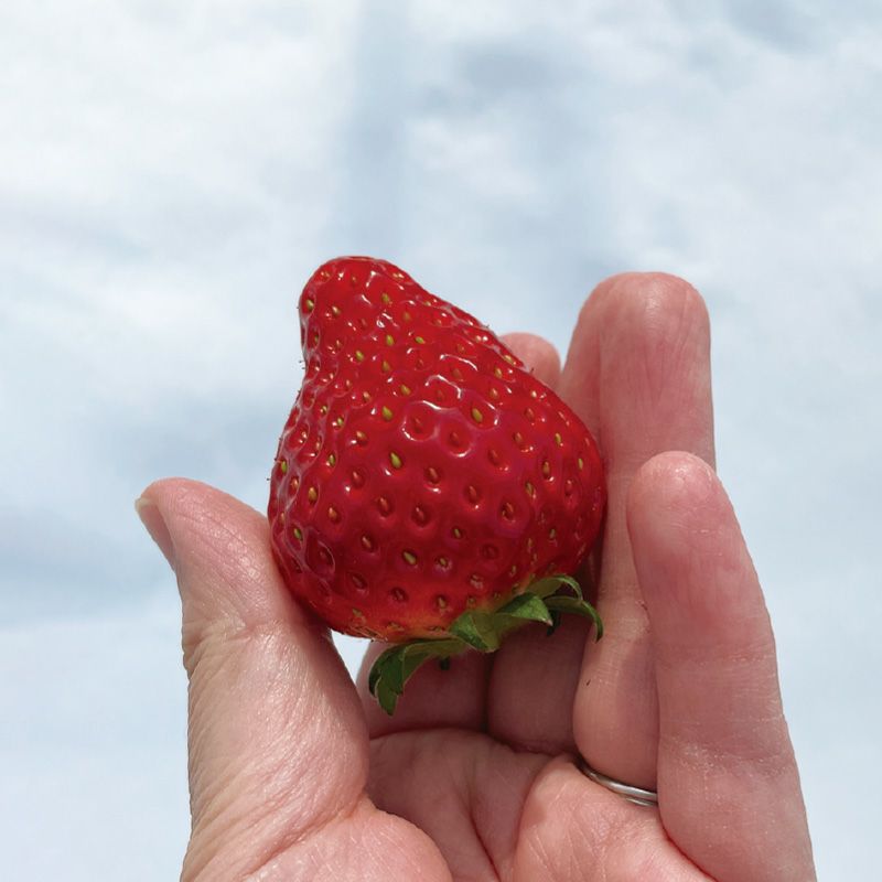 雪国の春採り苺_イメージ3