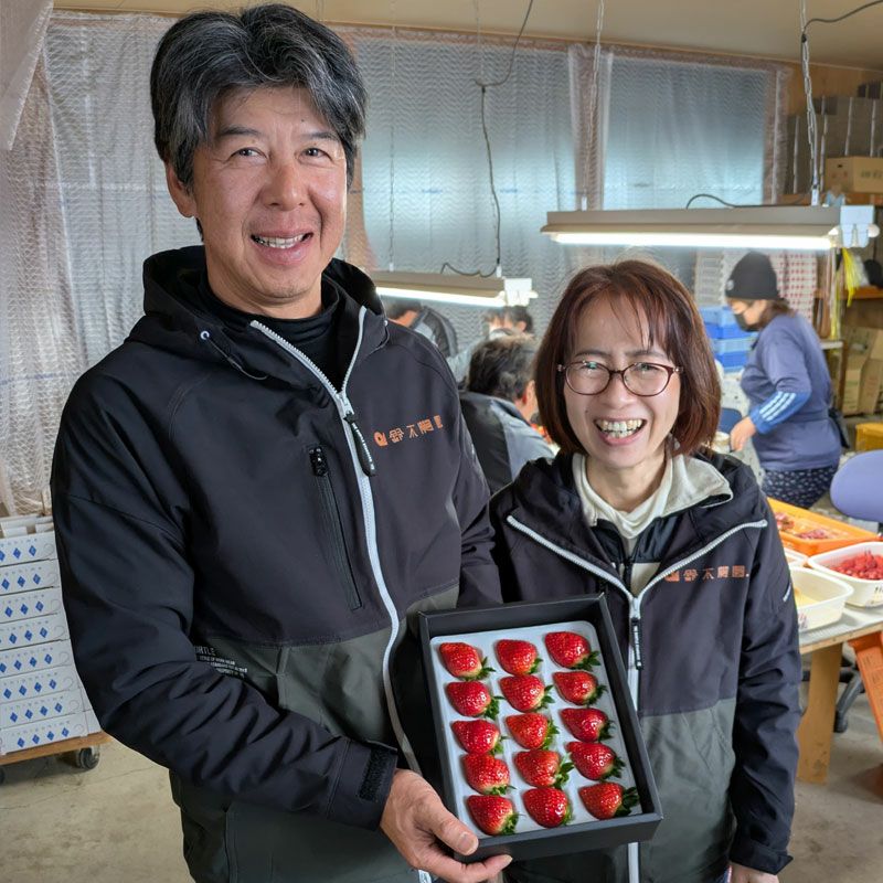 雪国の春採り苺_農家の鈴木さん2