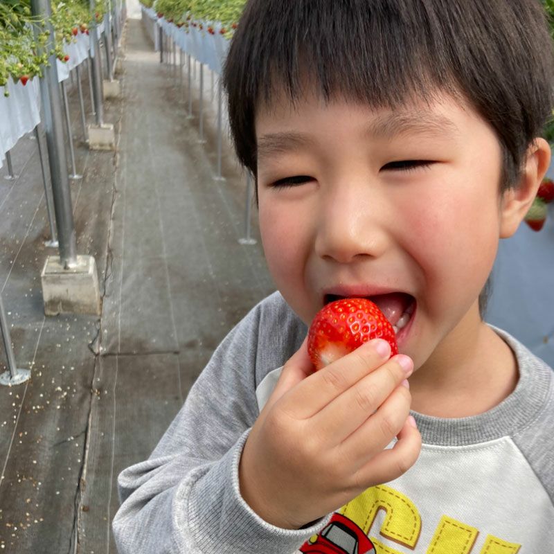 雪国の春採り苺_イメージ4