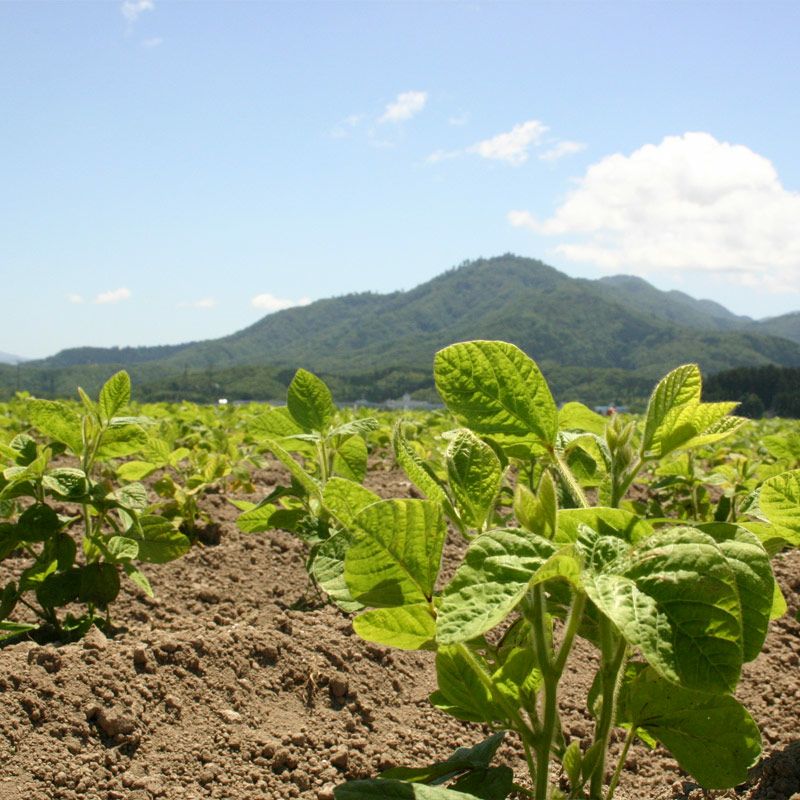 藤十郎白山だだちゃ豆_畑イメージ