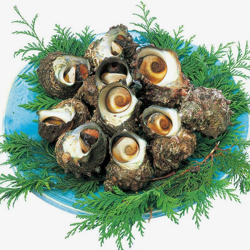 サザエ 飛島大粒サザエ （さざえ）｜清川屋