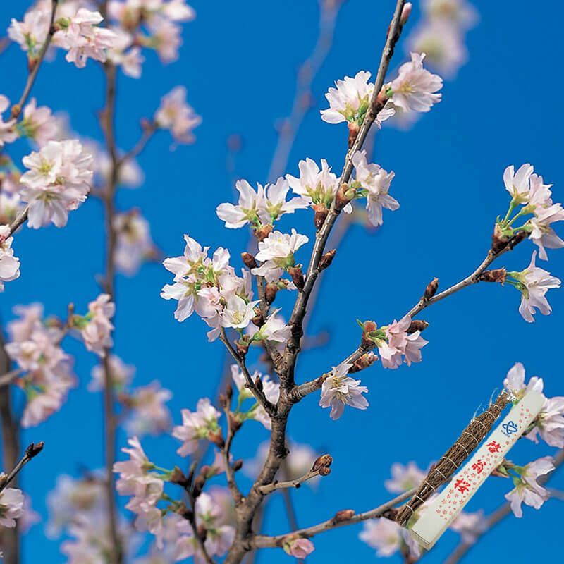 啓翁桜-＜年内お届け分＞_イメージ1