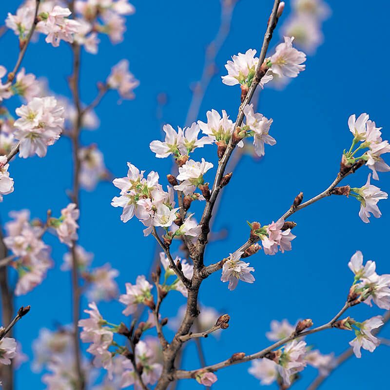 啓翁桜_イメージ1