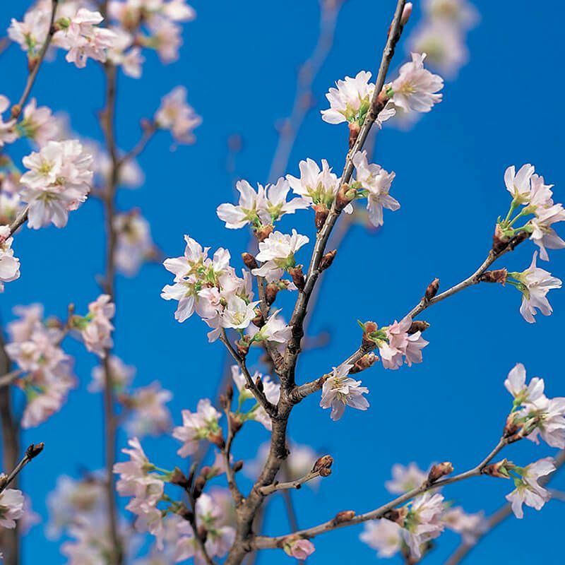 啓翁桜_イメージ