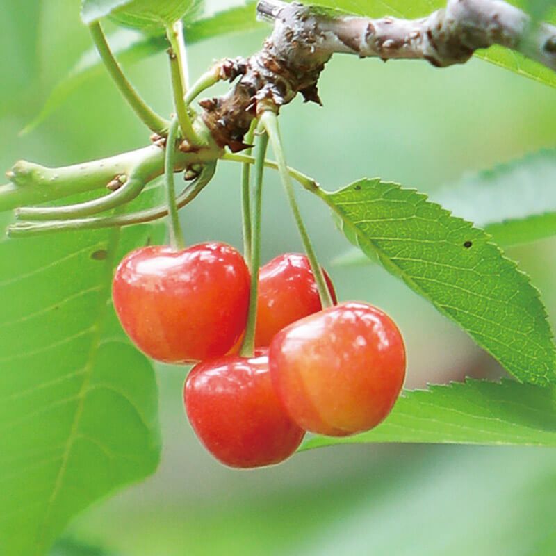みやび　紅秀峰2Ｌ一キロクール便　埼玉 楽天市場】紅秀峰 2l 1kgの通販