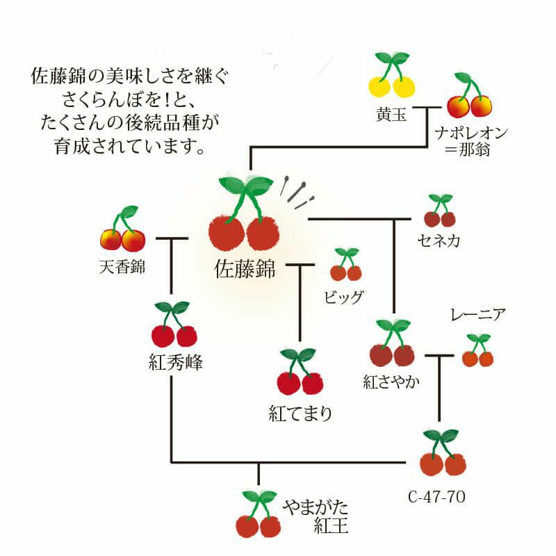 真の桜桃【佐藤錦】 2Lサイズ 500g | 清川屋