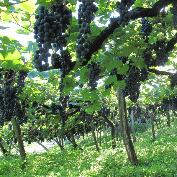 タケダワイナリー サン・スフル 750mlイメージ画像2