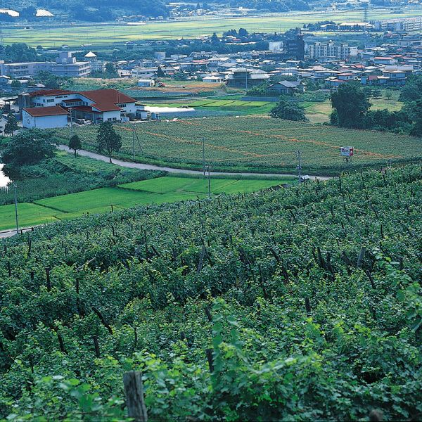 タケダワイナリー サン・スフル 750mlイメージ画像3