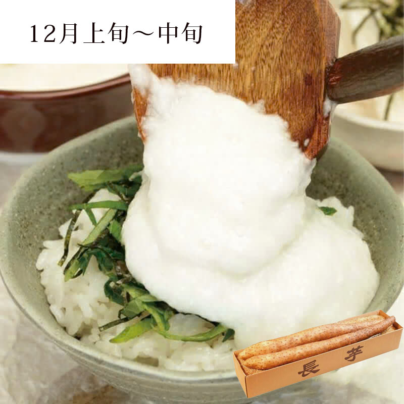 庄内砂丘長いも-2本_イメージ