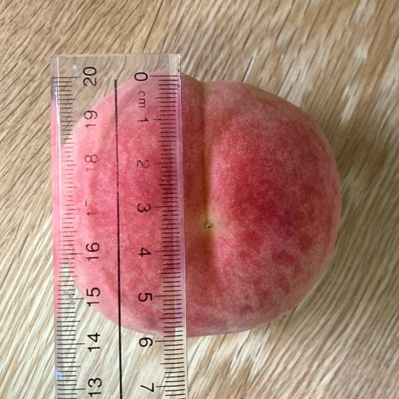 暁星 桃 加工用 10kg 摘果桃 長野県産・贈答用】“極上の夏桃” あかつき 10kg：長野県産の