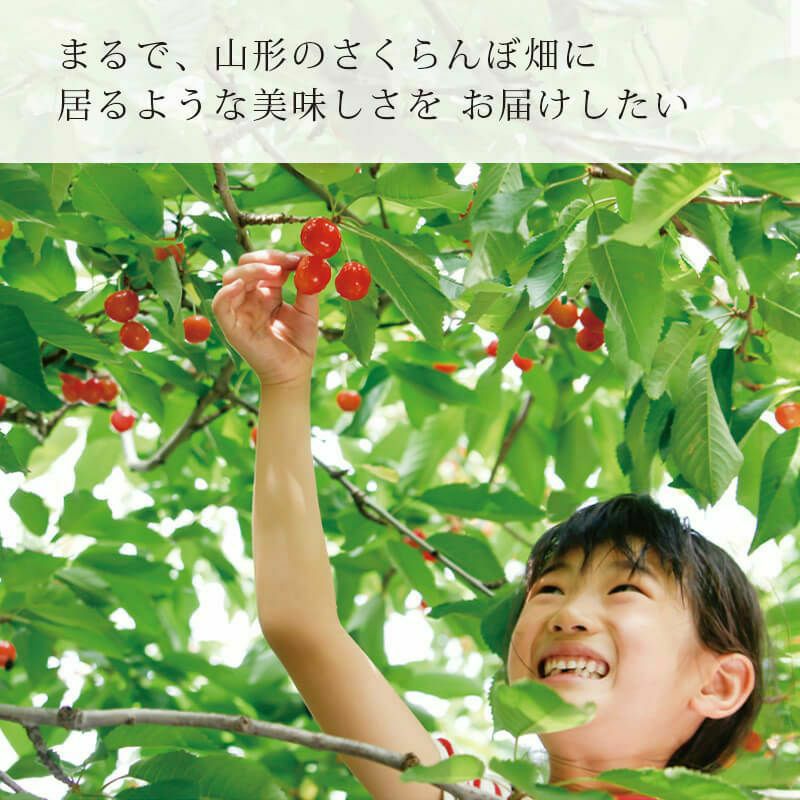 真の桜桃【紅秀峰】_植松さんのさくらんぼ農園