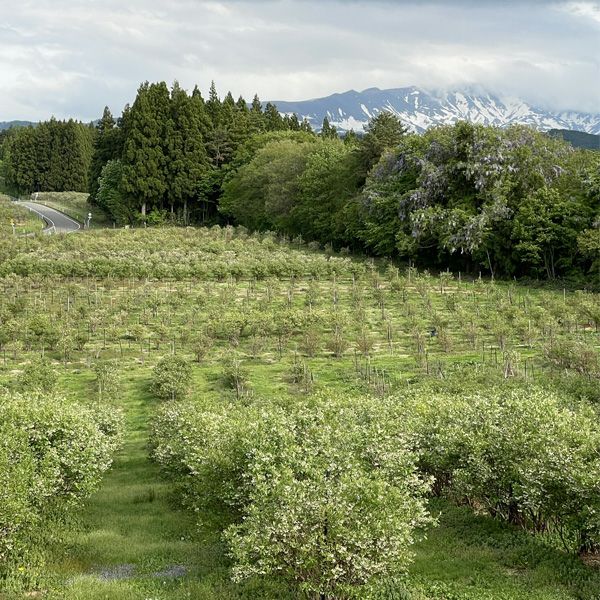 月山高原鈴木農園 ブルーベリージュース＆ジャムイメージ画像2