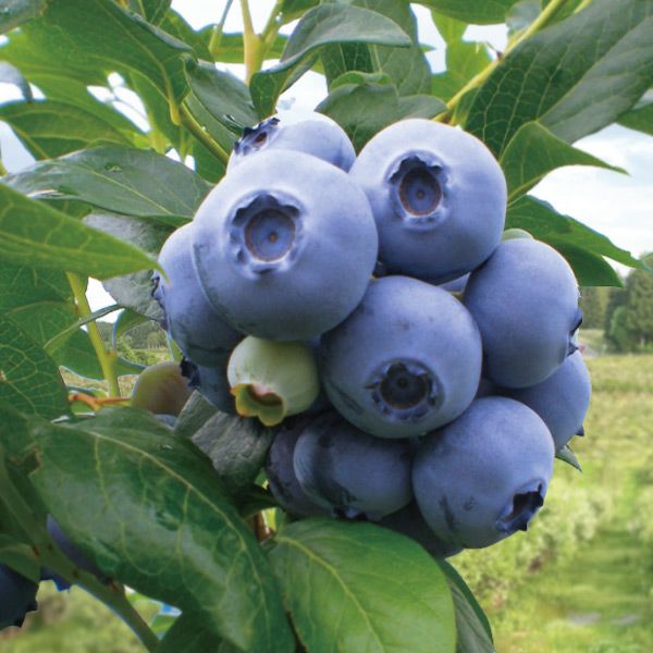 維吹様グレープ4ブルーベリー2 12月発送 月山高原 鈴木農園の大粒生ブルーベリー 採れたて産直！ブルーベリー