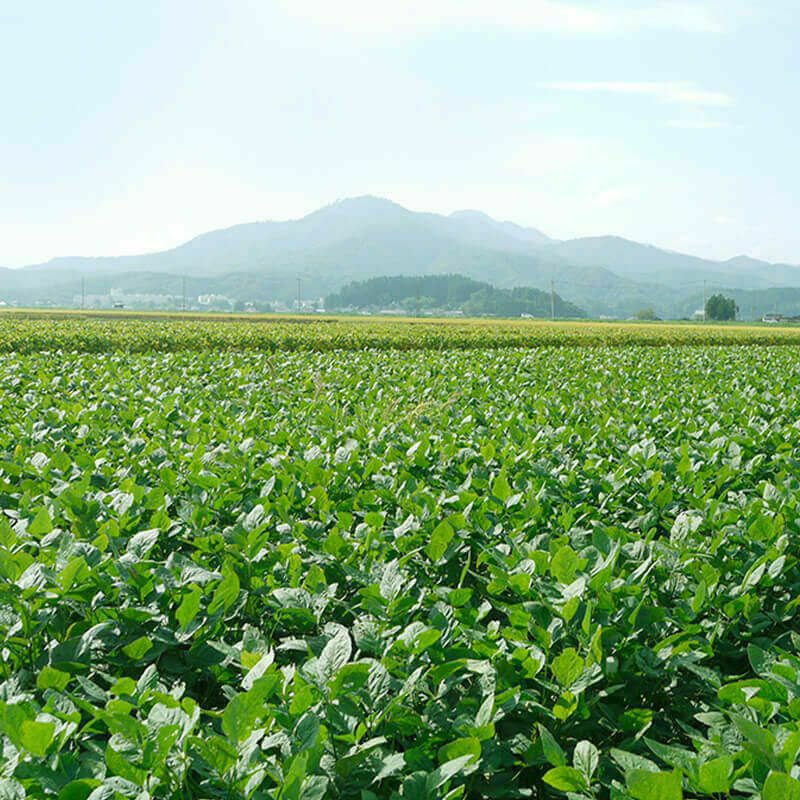 白山だだちゃ豆産地