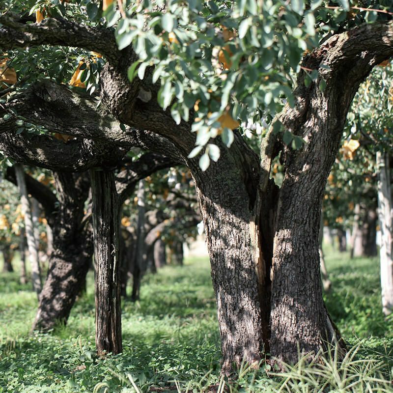 120年ラ・フランス_イメージ