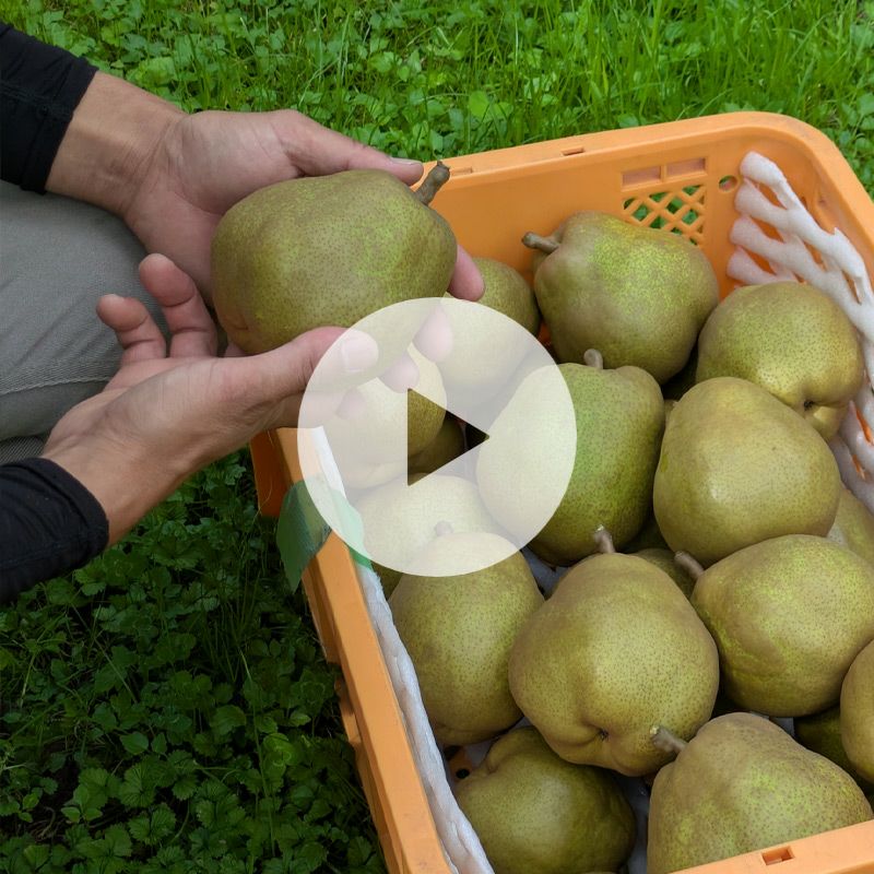 ラフランス動画カバー