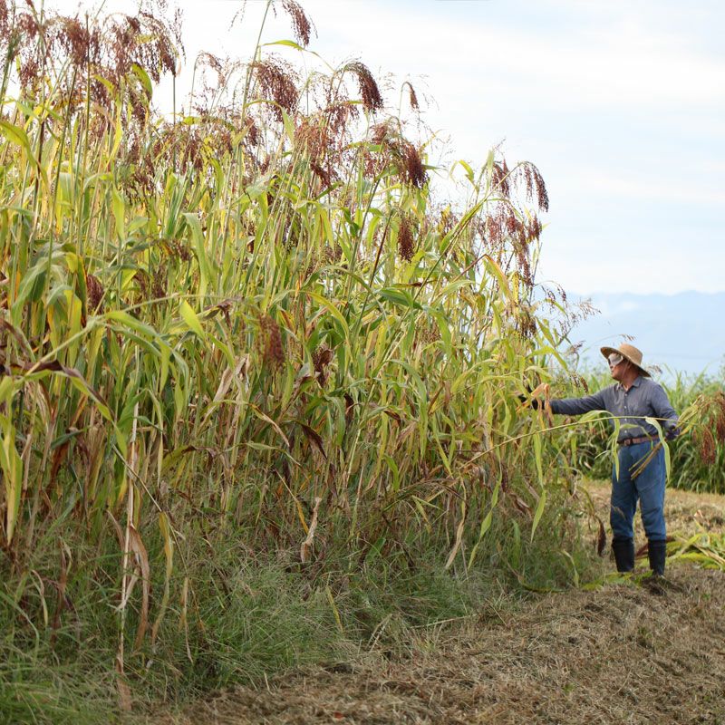 槇嶋ほうき_イメージ画像1