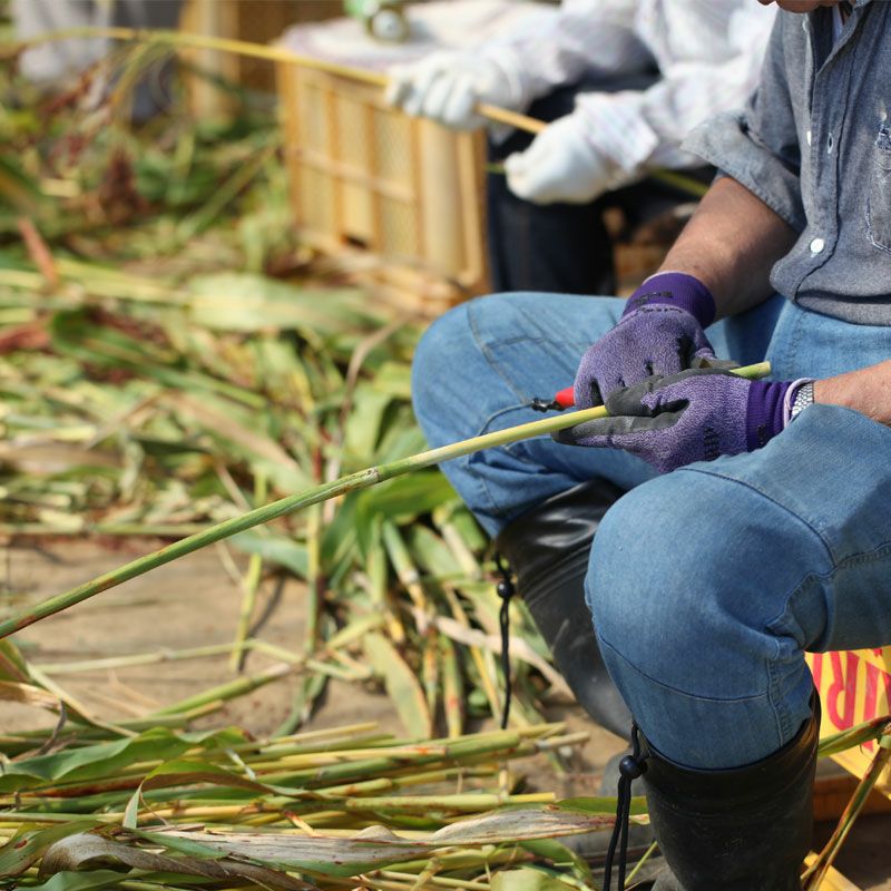 槇嶋ほうき_イメージ画像2