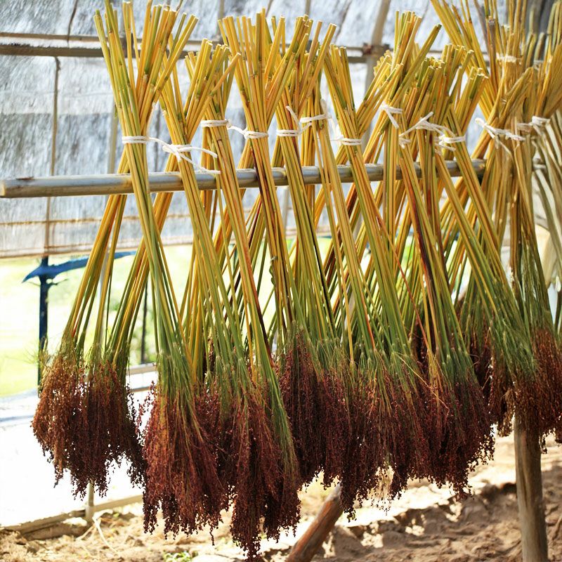 槇嶋ほうき_イメージ画像3