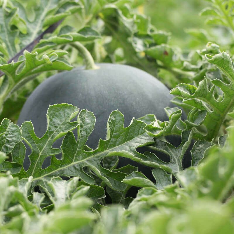 ブラックジャック_サブ画像