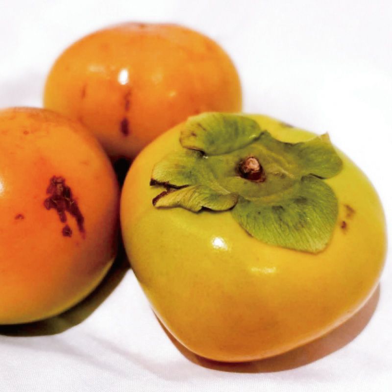 ご家庭用 庄内柿2㎏_イメージ画像