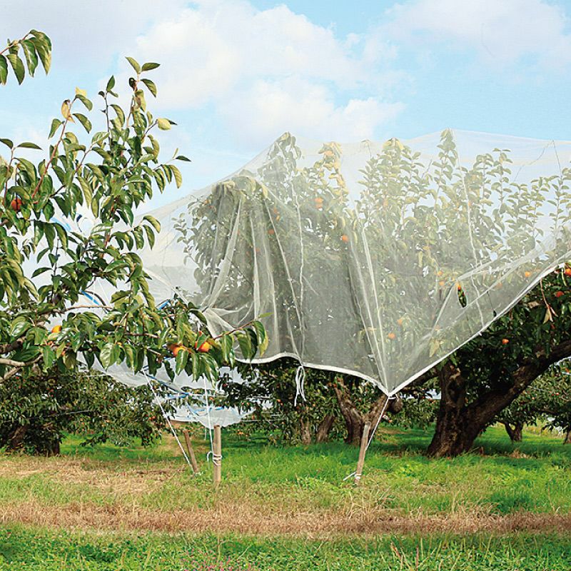 ご家庭用 庄内柿2㎏_イメージ画像