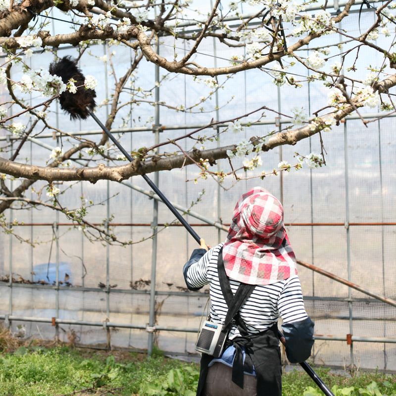 〈4月下旬～お届け〉温室そだち 佐藤錦 職人詰め 2L 300g_イメージ