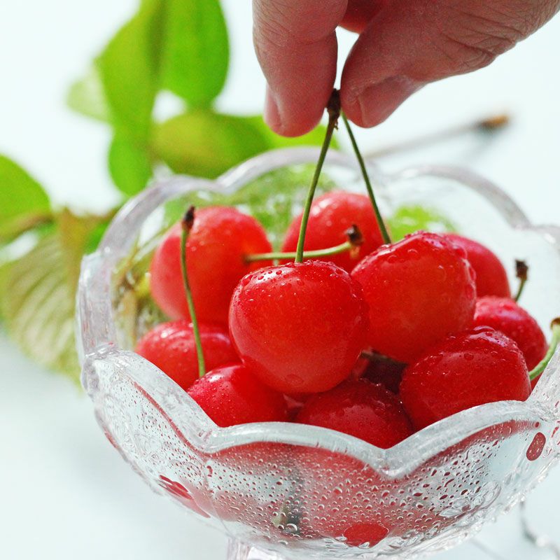 母の日さくらんぼ 佐藤錦 L 100g×2パック 温室そだちイメージ4