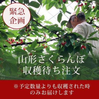 山形さくらんぼ 収穫待ち注文
