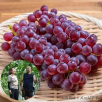 大野さんのデラウェア_イメージ1